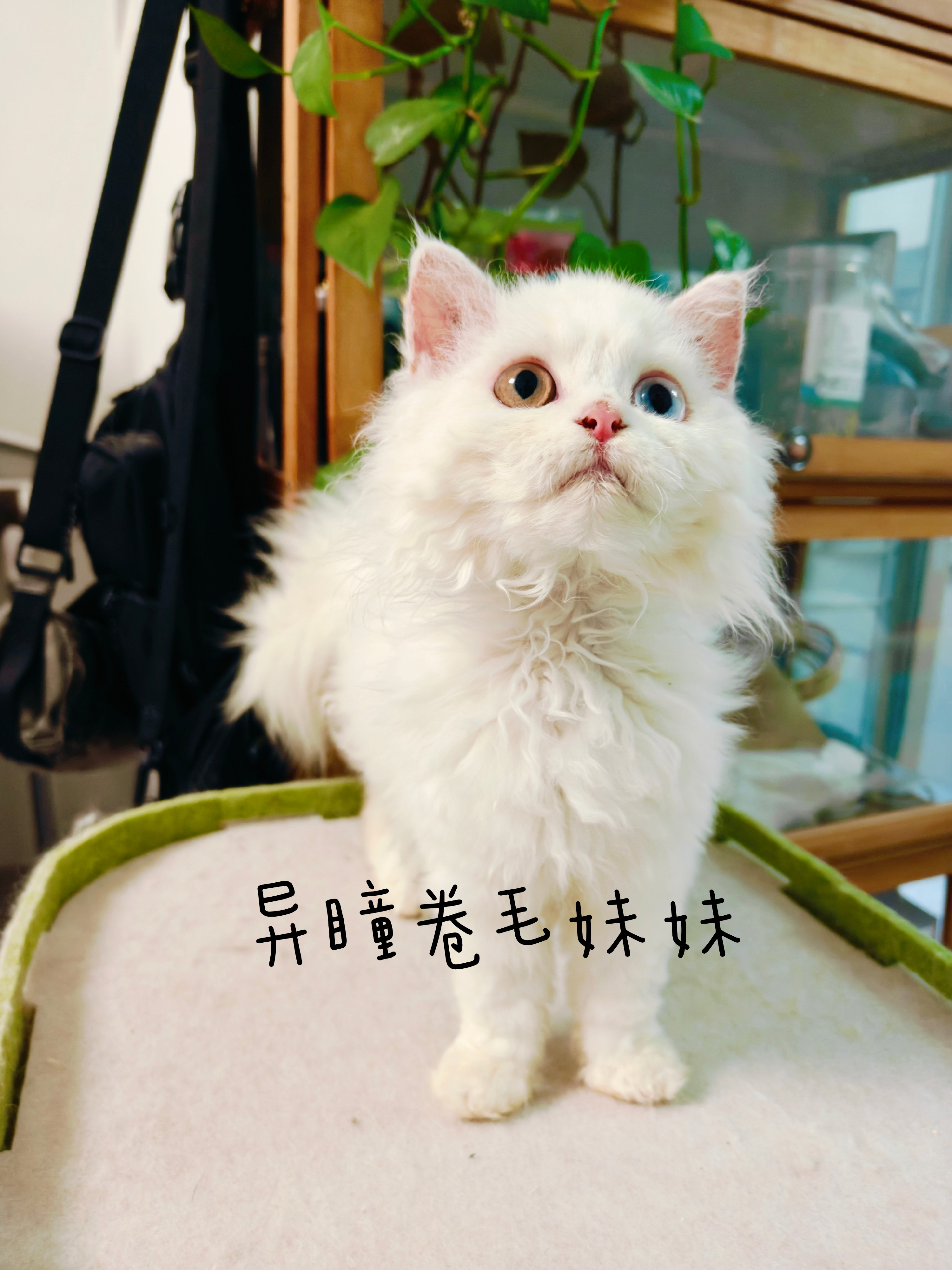 家养的赛尔凯克卷毛猫直毛。卷毛都有，异瞳两只